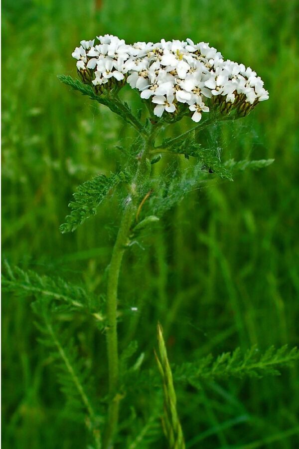 Civan Perçemi Fidesi ( Achillea Mileffolium )  - 5