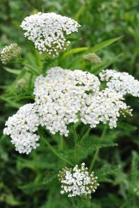 Civan Perçemi Fidesi ( Achillea Mileffolium )  - 6