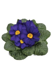 Çuha Çiçeği Fidesi Blue 10 Adet - 1