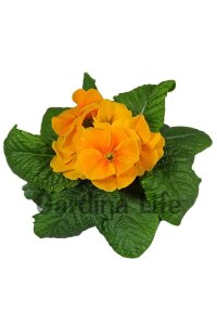 Çuha Çiçeği Fidesi Orange 10 Adet - 1