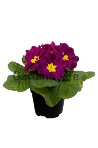 Çuha Çiçeği Fidesi Violet 10 Adet - 1