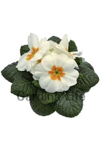 Çuha Çiçeği Fidesi White 10 Adet - 1