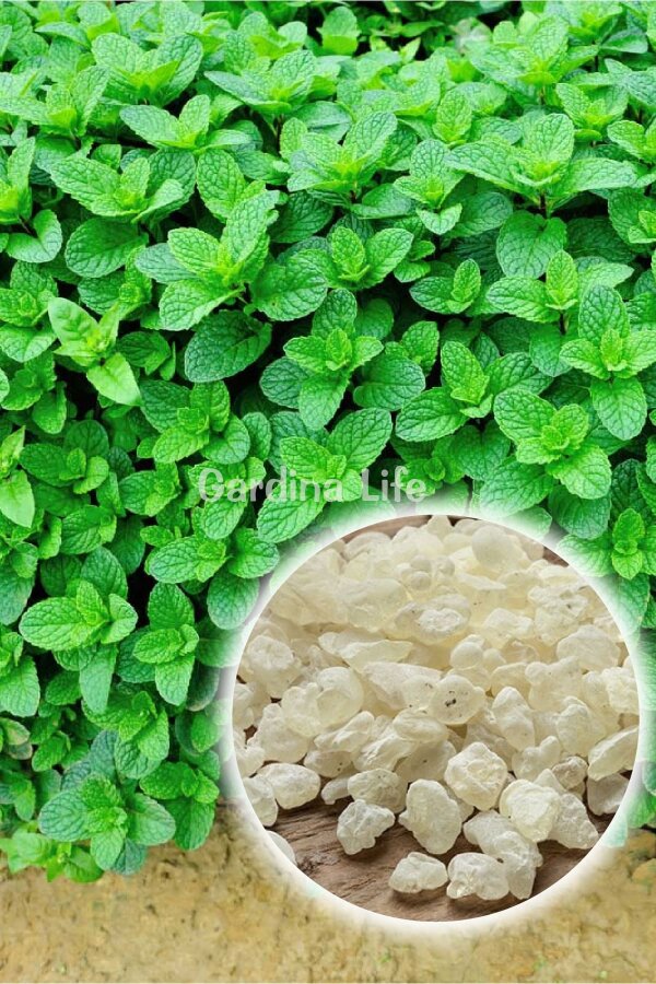 Damla Sakız Aromalı Nane Fidesi  ( Mentha spicata ) - 1