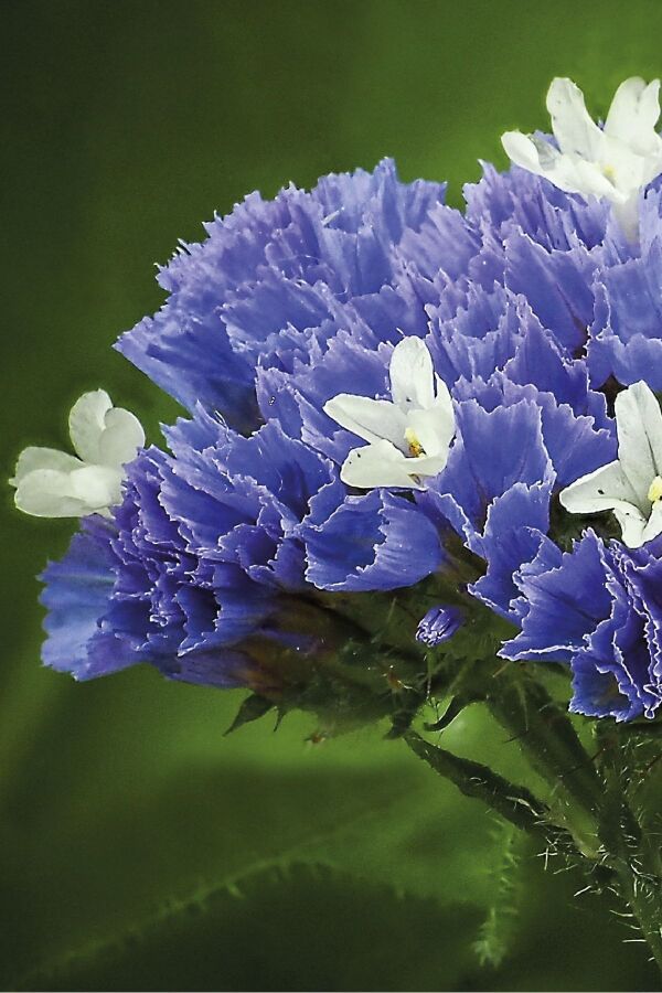 Deniz Lavantası  Fidesi Blue Pale 5 Adet ( Statice Limonium )