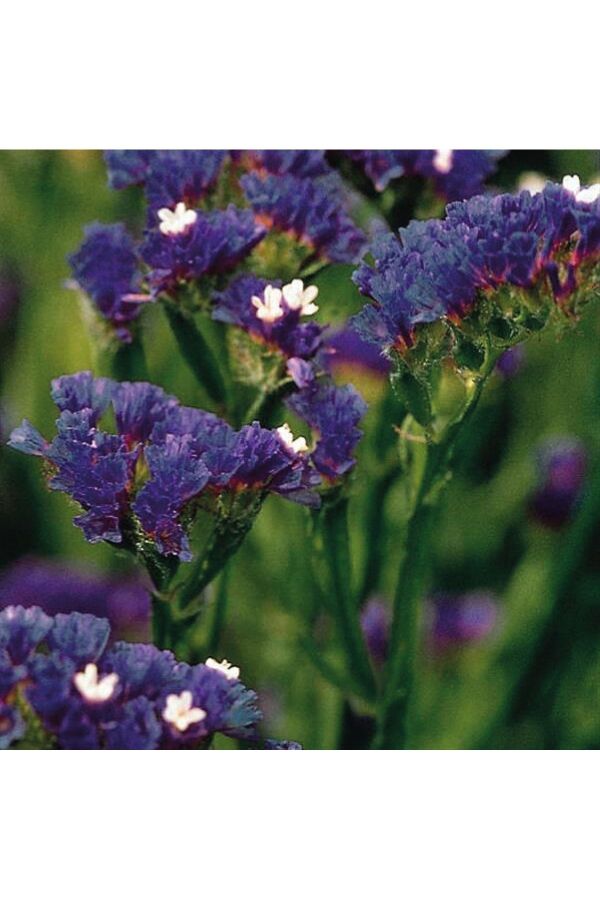 Deniz Lavantası  Fidesi Dark Blue 5 Adet ( Statice Limonium )