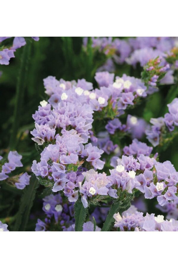 Deniz Lavantası  Fidesi Lavender 5 Adet ( Statice Limonium )