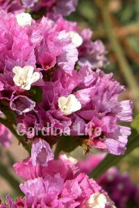 Deniz Lavantası  Fidesi Rose  ( Statice Limonium ) - 1