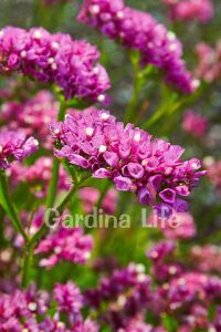 Deniz Lavantası  Fidesi Rose  ( Statice Limonium ) - 3