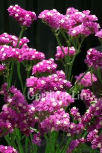 Deniz Lavantası  Fidesi Rose  ( Statice Limonium ) - 4