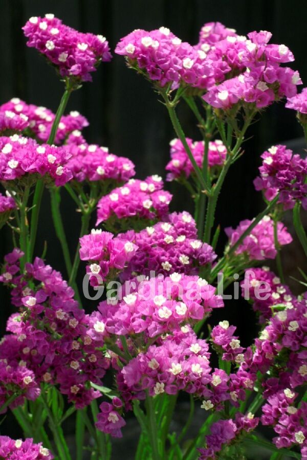 Deniz Lavantası  Fidesi Rose  ( Statice Limonium ) - 4