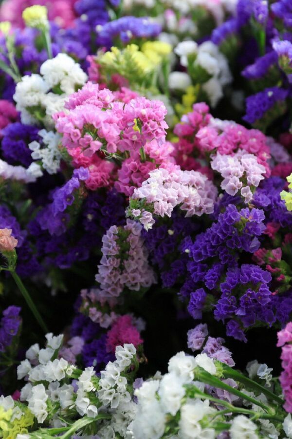 Deniz Lavantası  Fidesi ( Statice Limonium )  Mıx - 1