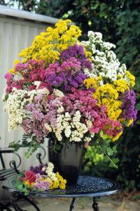 Deniz Lavantası  Fidesi ( Statice Limonium )  Mıx - 4