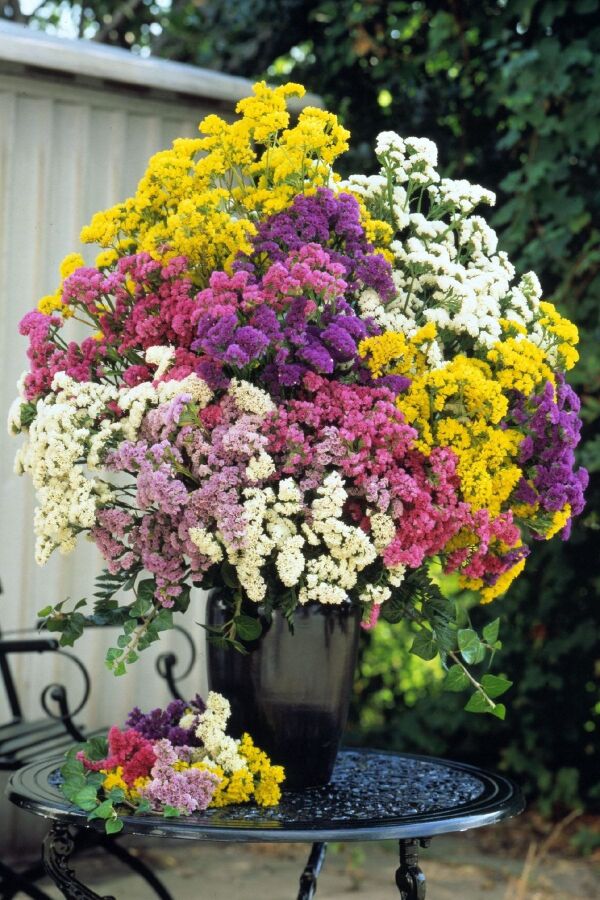 Deniz Lavantası  Fidesi ( Statice Limonium )  Mıx - 4