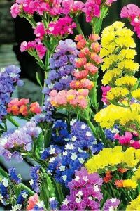 Deniz Lavantası  Fidesi ( Statice Limonium )  Mıx - 5