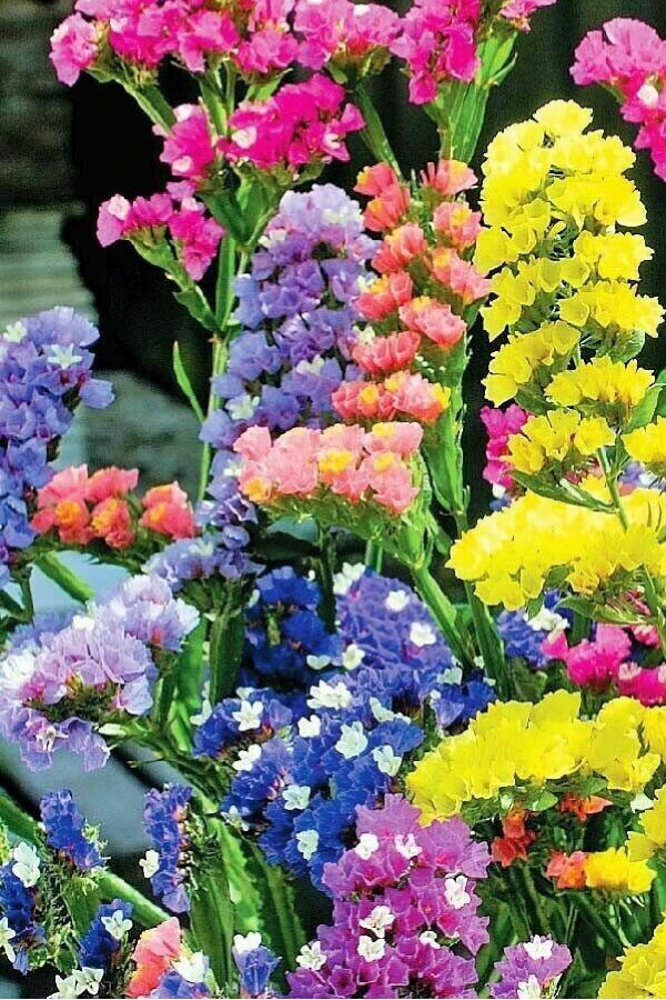 Deniz Lavantası  Fidesi ( Statice Limonium )  Mıx - 5