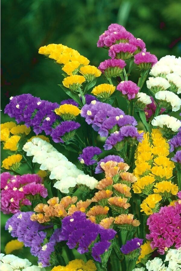 Deniz Lavantası  Fidesi ( Statice Limonium )  Mıx - 6