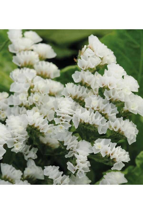 Deniz Lavantası  Fidesi White 5 Adet ( Statice Limonium )