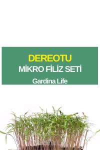 Dereotu Mikro Filiz Seti - 1