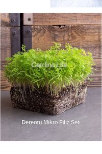 Dereotu Mikro Filiz Seti - 3