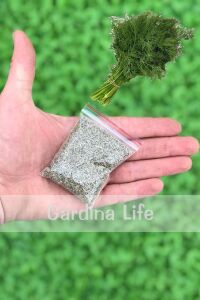 Dereotu Tohumu 25 gram 10.000 Tohum - 2
