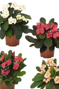 Dikenler Tacı Fidesi 4 Farklı Renk( Euphorbia Milii ) Mıx 4 Adet - 1