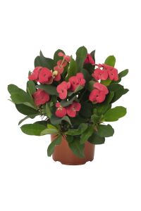 Dikenler Tacı Fidesi ( Euphorbia Milii ) Vulkanus - 1