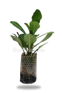 Dikenler Tacı Fidesi ( Euphorbia Milii ) Vulkanus - 2
