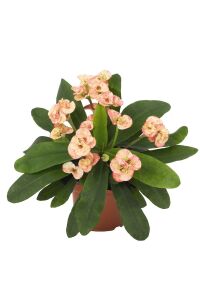 Dikenler Tacı Fidesi ( Euphorbia Milii ) Zephyr - 1