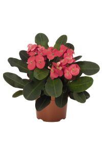 Dikenler Tacı Fidesi ( Euphorbia Milii ) Zeus - 1