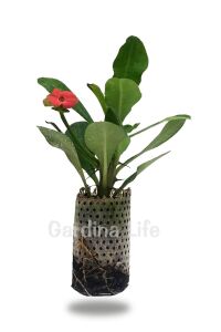 Dikenler Tacı Fidesi ( Euphorbia Milii ) Zeus - 2