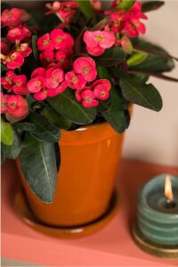 Dikenler Tacı Fidesi ( Euphorbia Milii ) Zeus - 4