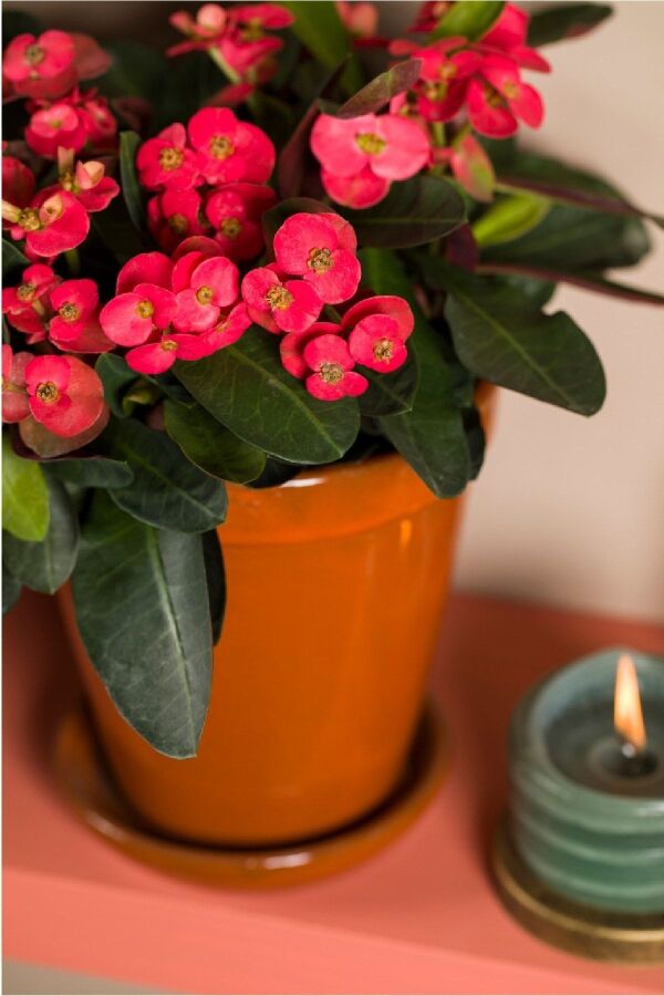 Dikenler Tacı Fidesi ( Euphorbia Milii ) Zeus - 4