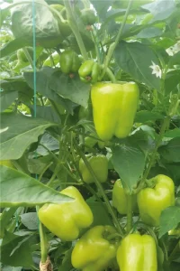 Dolma Biber Fidesi 5 Adet - 1