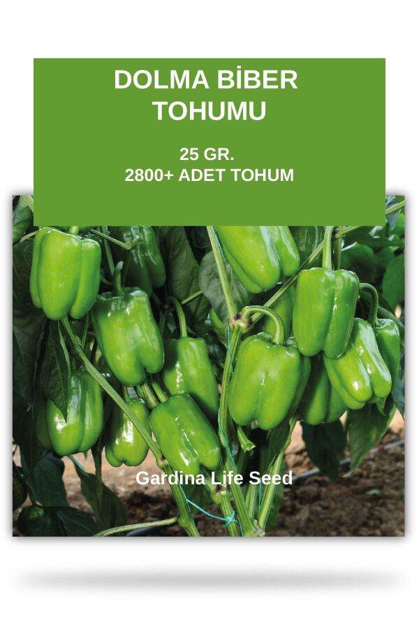 Dolma Biber Tohumu 25 gram 2800 Tohum - 1