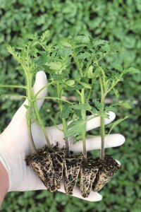 Domates Fidesi Tane Yüksek Verimli 5 Adet - 3