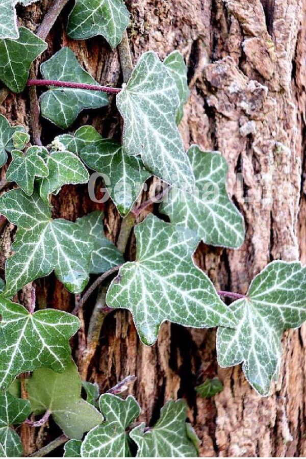 Duvar Sarmaşığı Fidanı ( Hedera Helix )
