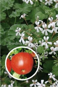 Elma  Sardunya Fidesi Yoğun  ( Pelargonium Species Odorata ) Apple  - 1