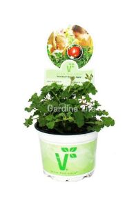 Elma  Sardunya Fidesi Yoğun  ( Pelargonium Species Odorata ) Apple  - 3