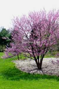 Erguvan Fidanı Canada  ( Cercis Siliquastrum Canadensis ) - 1