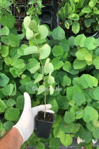 Erguvan Fidanı Canada  ( Cercis Siliquastrum Canadensis ) - 2