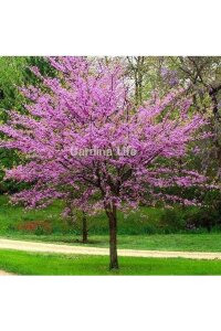 Erguvan Fidanı Canada  ( Cercis Siliquastrum Canadensis ) - 3