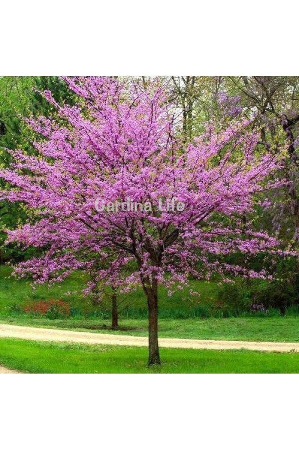 Erguvan Fidanı Canada  ( Cercis Siliquastrum Canadensis ) - 3