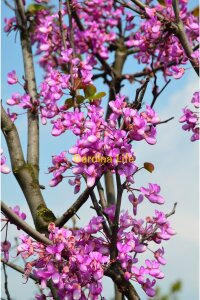 Erguvan Fidanı Canada  ( Cercis Siliquastrum Canadensis ) - 4