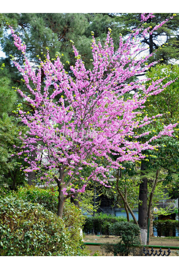 Erguvan Fidanı Canada  ( Cercis Siliquastrum Canadensis ) - 5