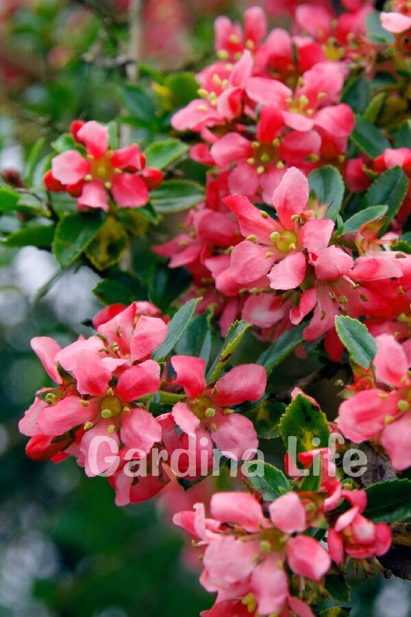 Eskalonya  Fidanı ( Escallonia Rubra Red Dream )