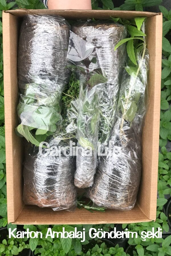 Fide Seti Maydanoz -kıvırcık Marul - Taze Soğan 15 Adet - 5