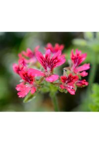 Fındık  Sardunya Yoğun  ( Pelargonium Species Odorata ) Hazelnut  - 1