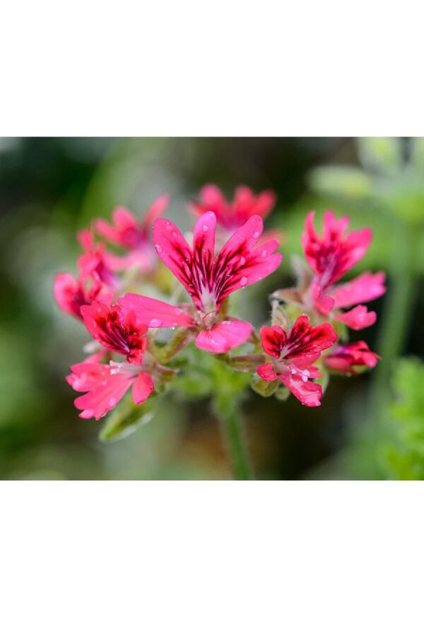 Fındık  Sardunya Yoğun  ( Pelargonium Species Odorata ) Hazelnut  - 1