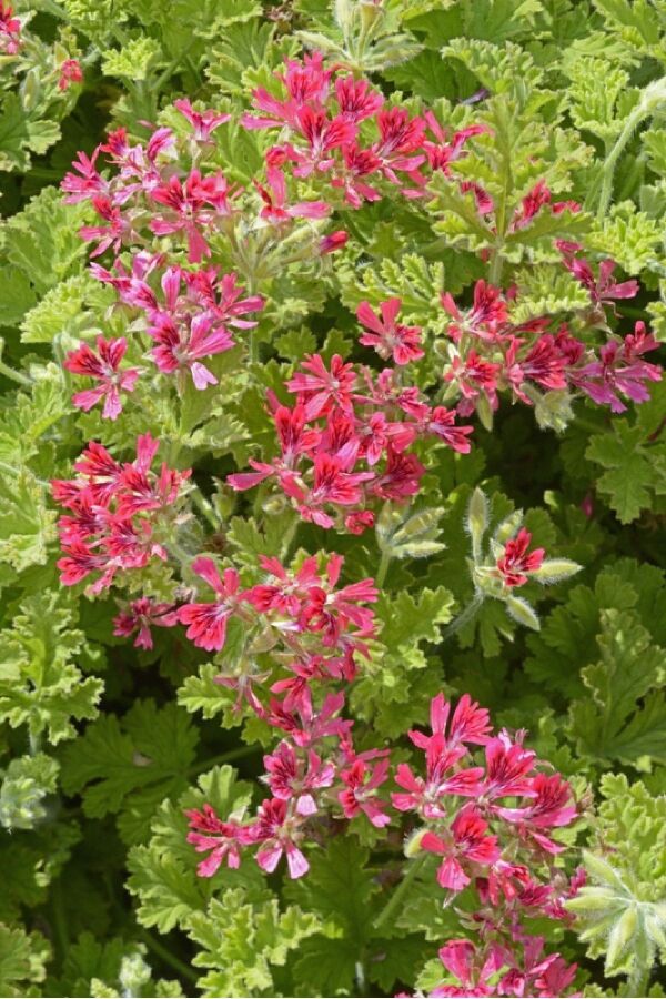 Fındık  Sardunya Yoğun  ( Pelargonium Species Odorata ) Hazelnut  - 3