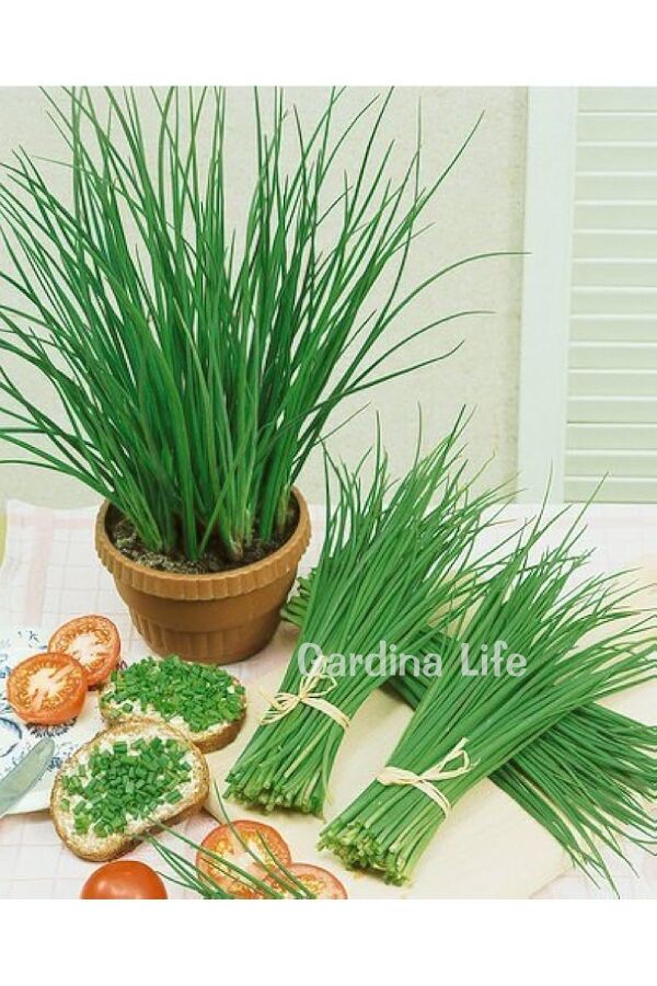 Frenk Soğan Fidesi Chives 10 Adet